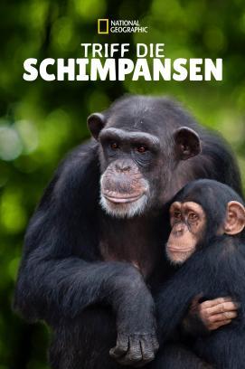 Meet the Chimps - Staffel 1
